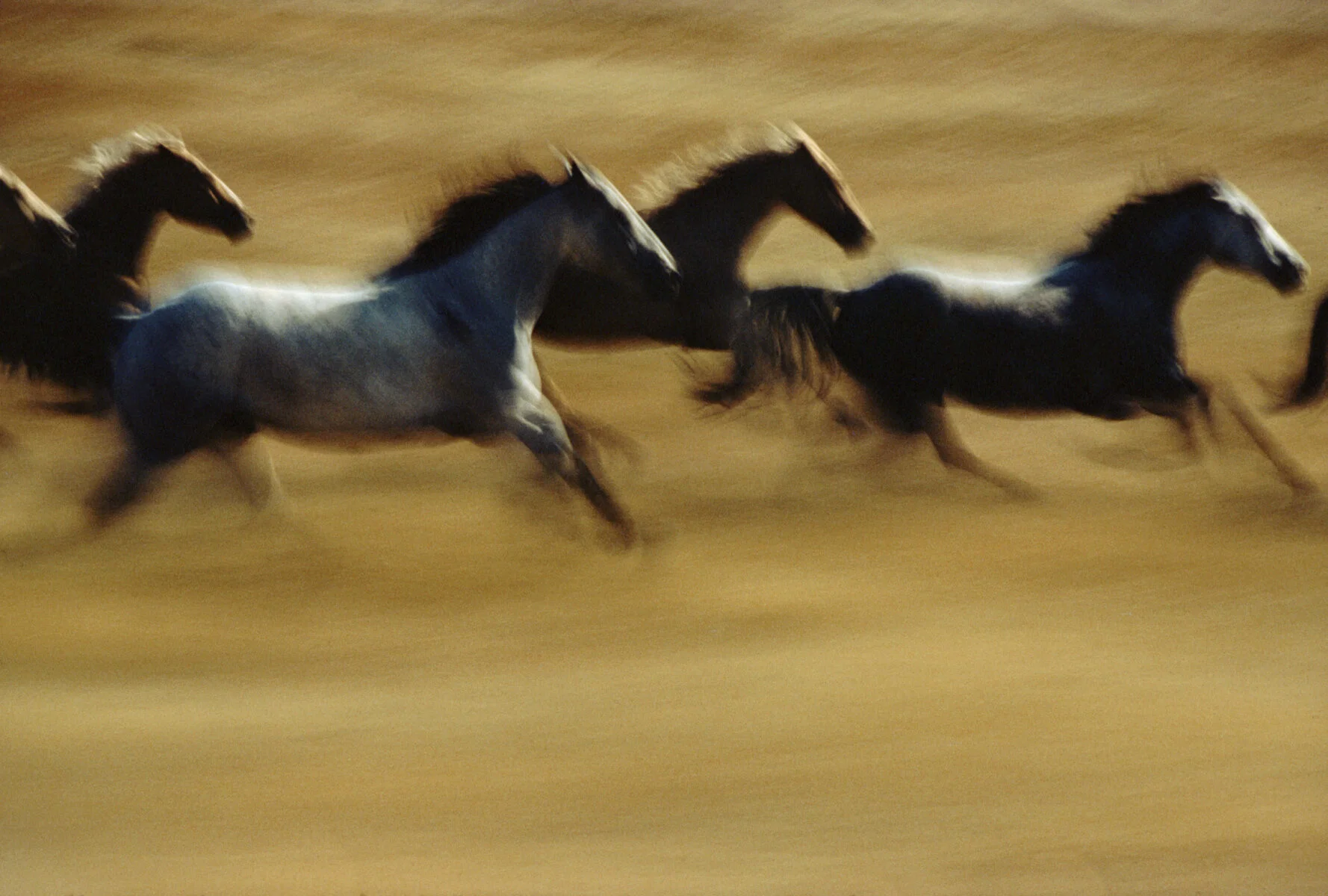 Photo of galloping horses by Ernst Haas