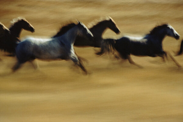Photo of galloping horses by Ernst Haas