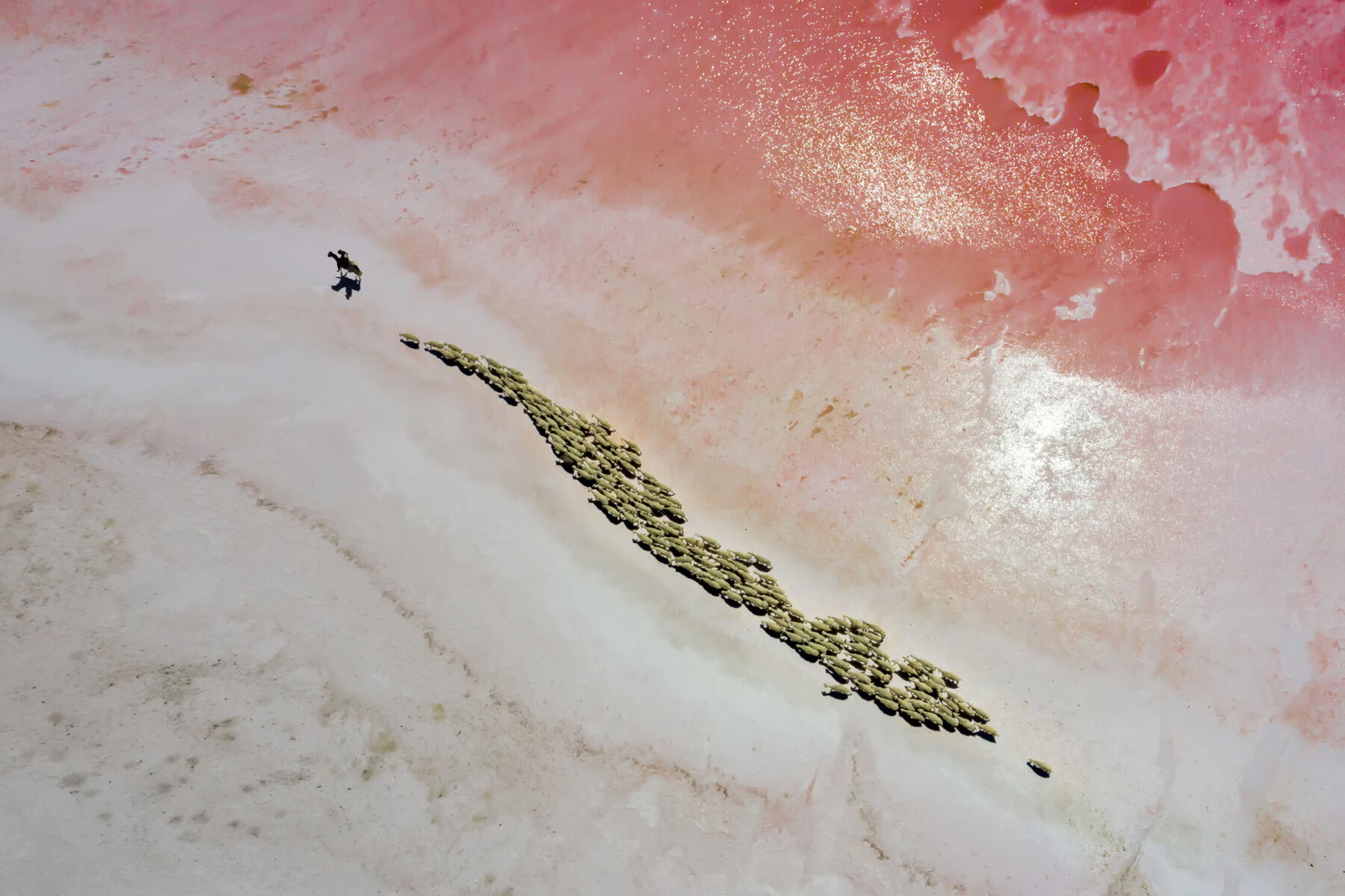 Aerial photo of a man leading sheep in a pink lake in Turkey by F. Dilek Yurdakul