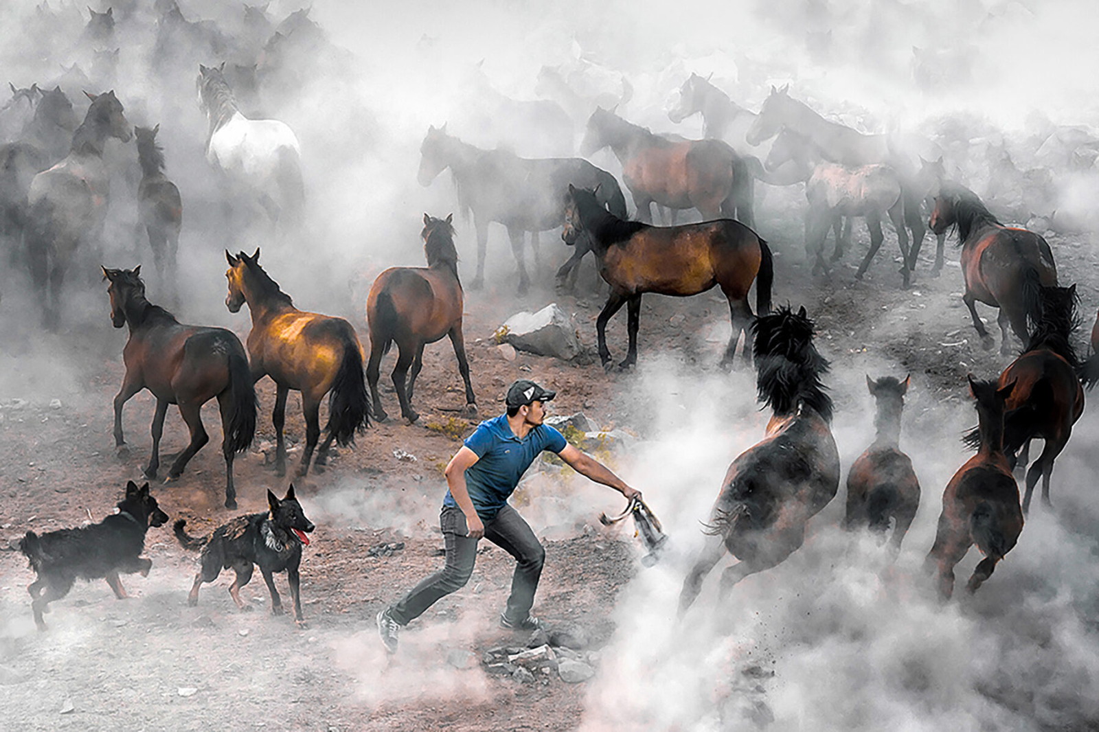 Photo of a man with galloping horses in Turkey by F. Dilek Yurdakul