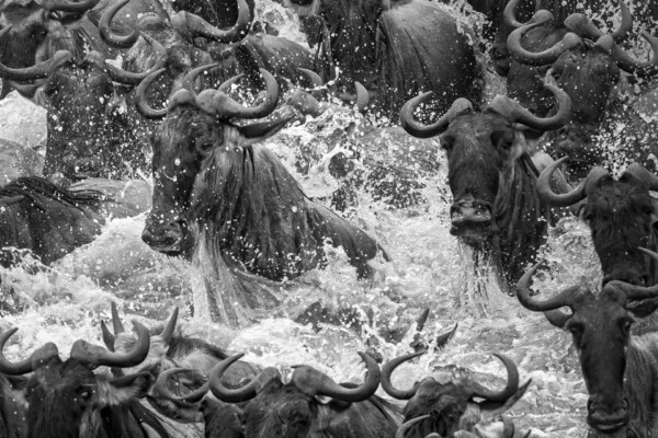 Black and white photo of buffaloes crossing river at Maasai Mara National Reserve, Kenya by Jeff Beatty