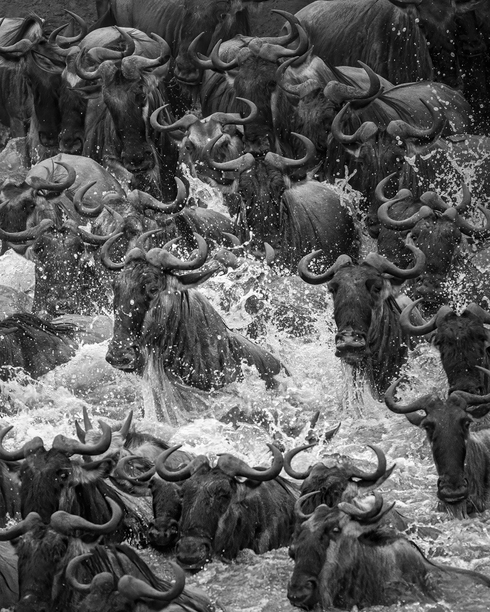 Black and white photo of buffaloes crossing river at Maasai Mara National Reserve, Kenya by Jeff Beatty