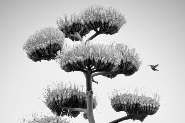 Black and white photo of agave flower and Hummingbird in Marfa, Texas, USA by Kyle Melgaard