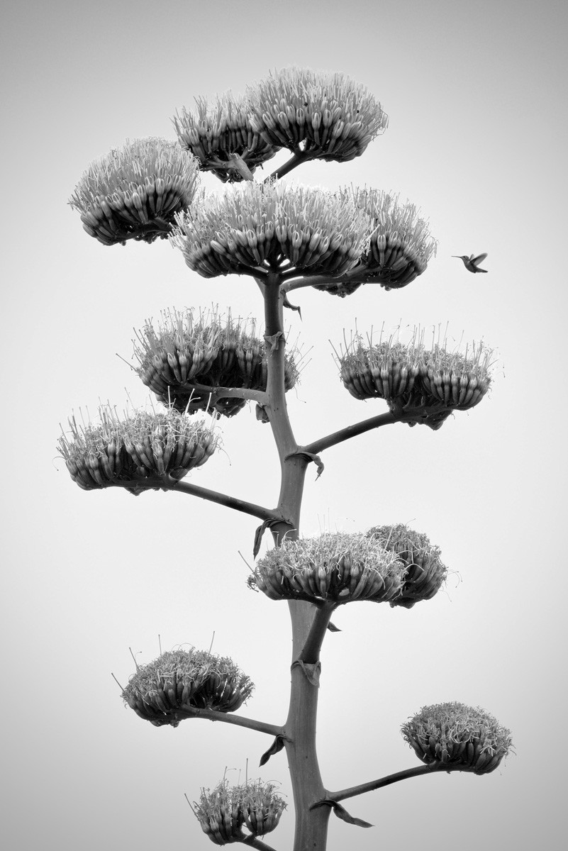 Black and white photo of agave flower and Hummingbird in Marfa, Texas, USA by Kyle Melgaard