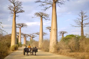 color travel photo of wooden cart and baobab trees in Madagascar by Antonio Alexandru