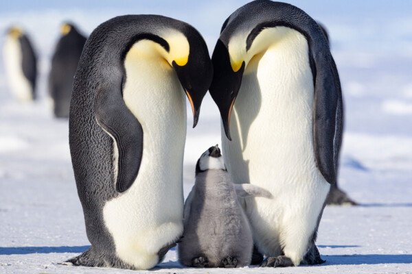 color portrait photo of Emperor Penguin family in Antarctica by Ben Callahan