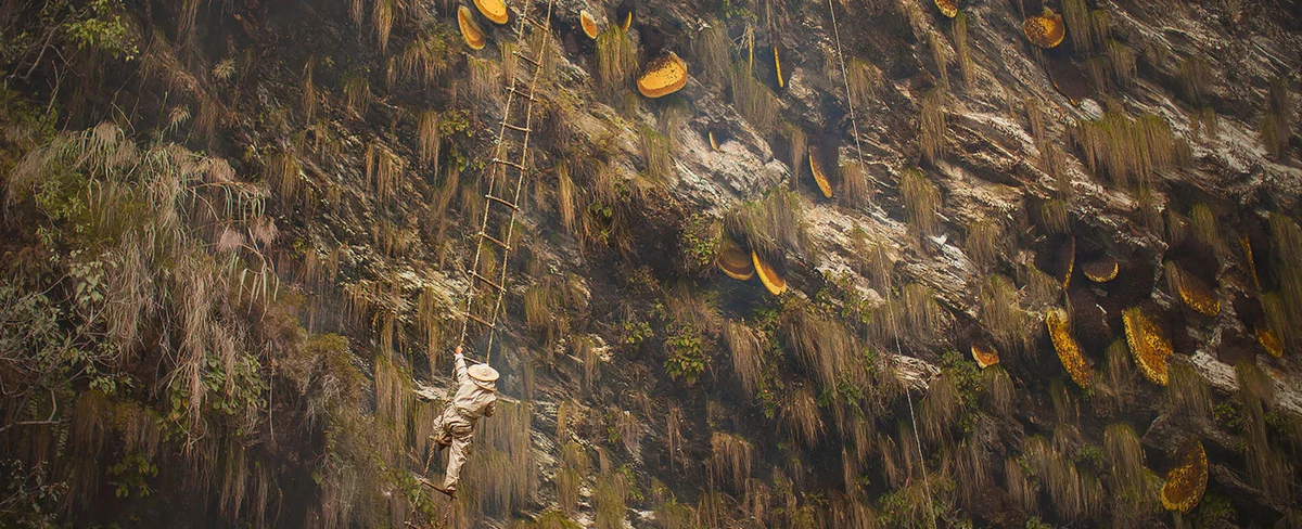 Color photo of a man harvesting honey from large cliffs in Nepal by Andrew Newey