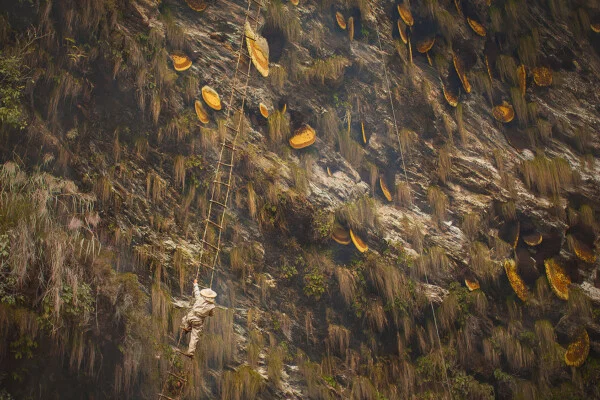 Color photo of a man harvesting honey from large cliffs in Nepal by Andrew Newey