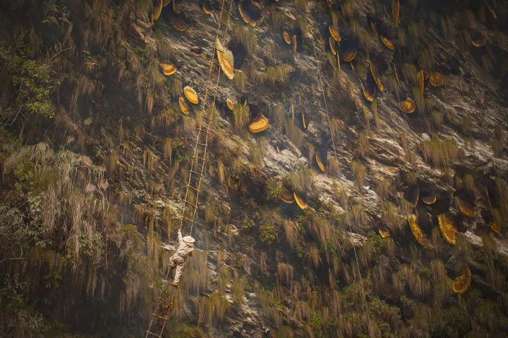 Color photo of a man harvesting honey from large cliffs in Nepal by Andrew Newey