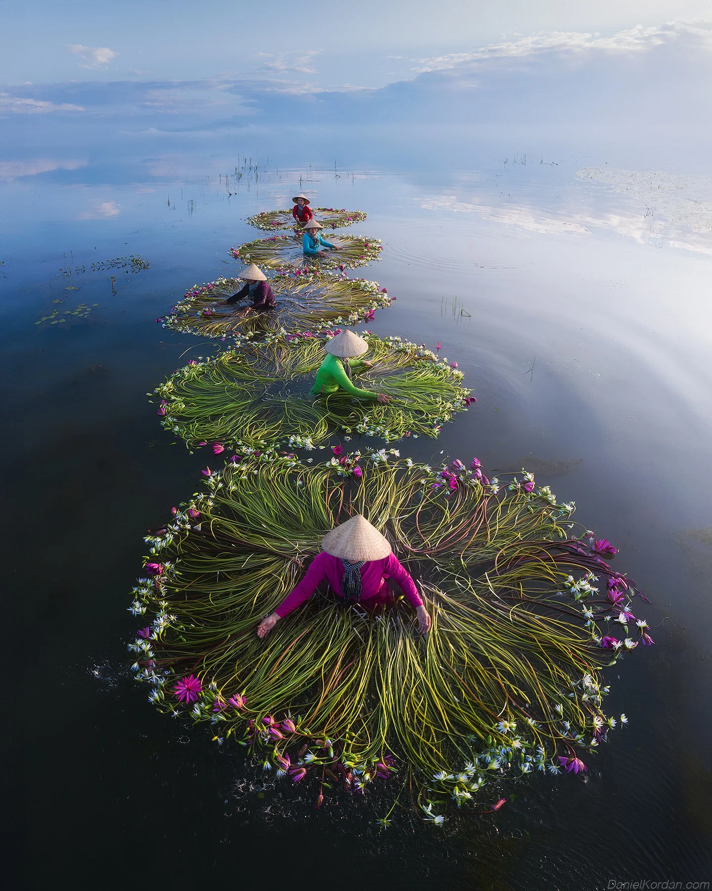 color travel landscape photo of water lili harvest in vietnam by Daniel Kordan