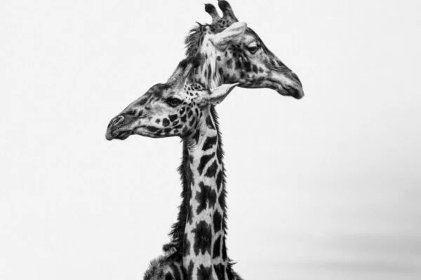 black and white portrait of girafes in Masai Mara by Agniva Kolay