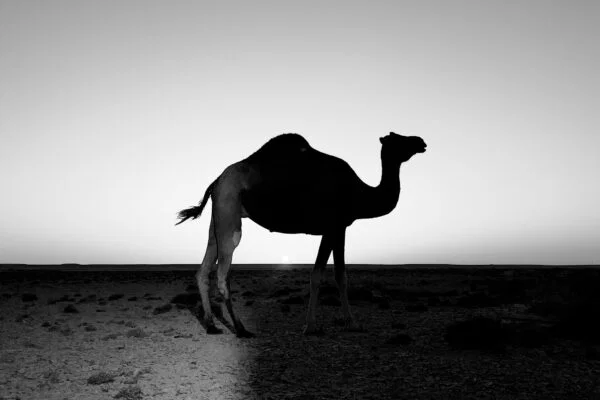 black and white portrait of a camel in Morocco by Ahmad Loukili