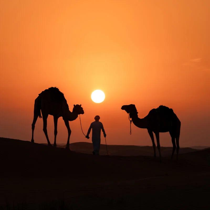 color sunset travel photo of man and camels in sand dunes by Michael Collinge