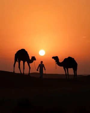 color sunset travel photo of man and camels in sand dunes by Michael Collinge