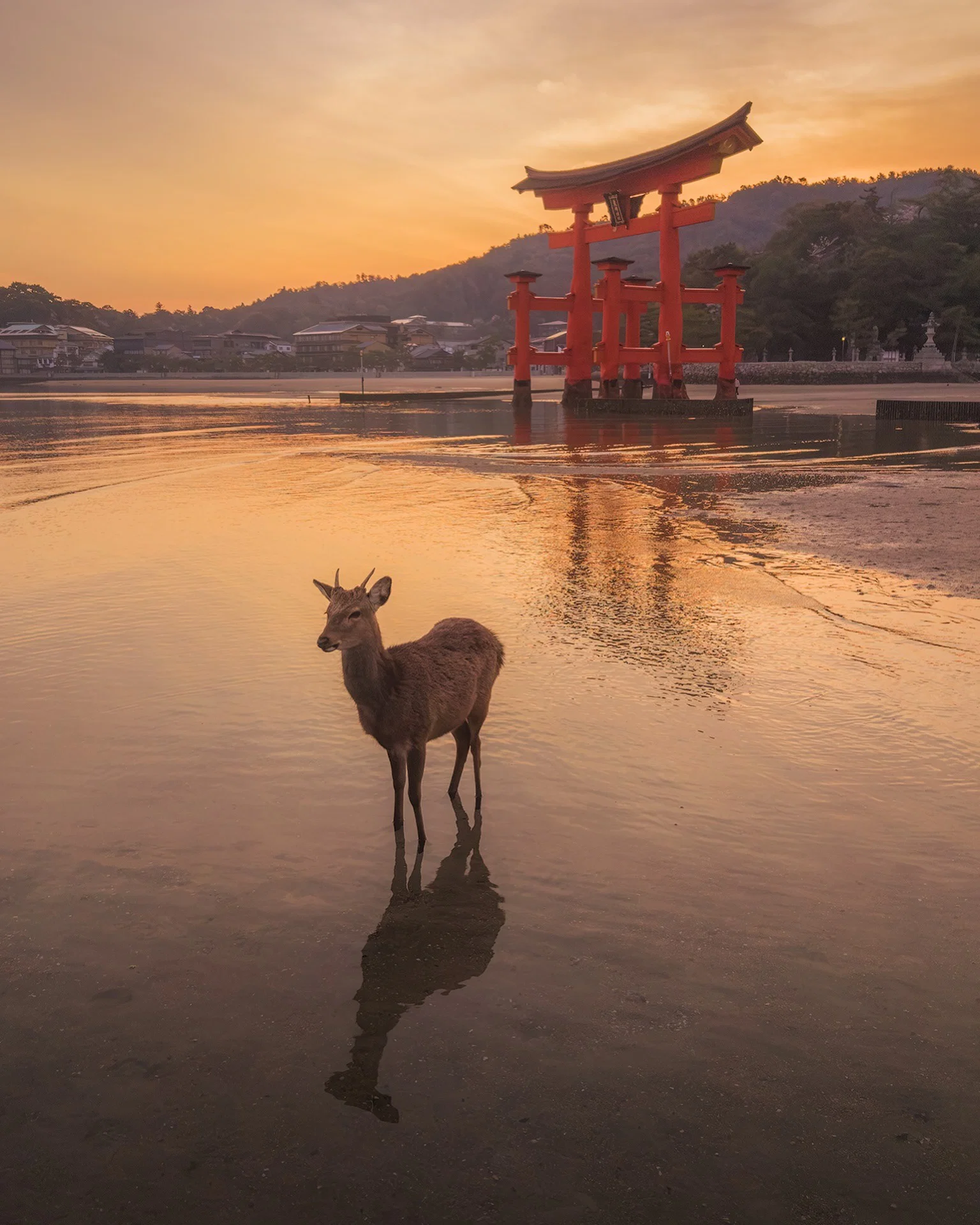 color landscape photo of deer in Japan by Daniel Kordan