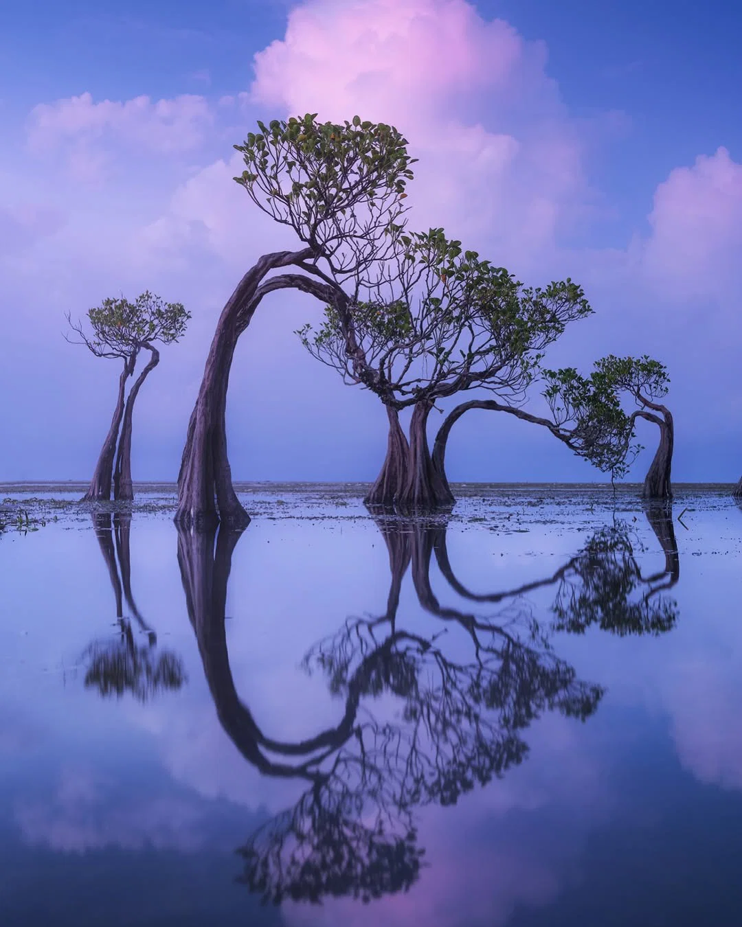 color landscape photo of trees on water reflexion by Daniel Kordan