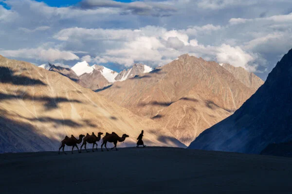 Color award landscape travel photo of man with camels in Nubra Valley, Ladakh by Barry Crosthwaite