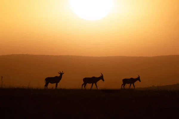 Color landscape photo of three topi crossing the plain in Masai Mara National Reserve, Kenya by Bryce Way