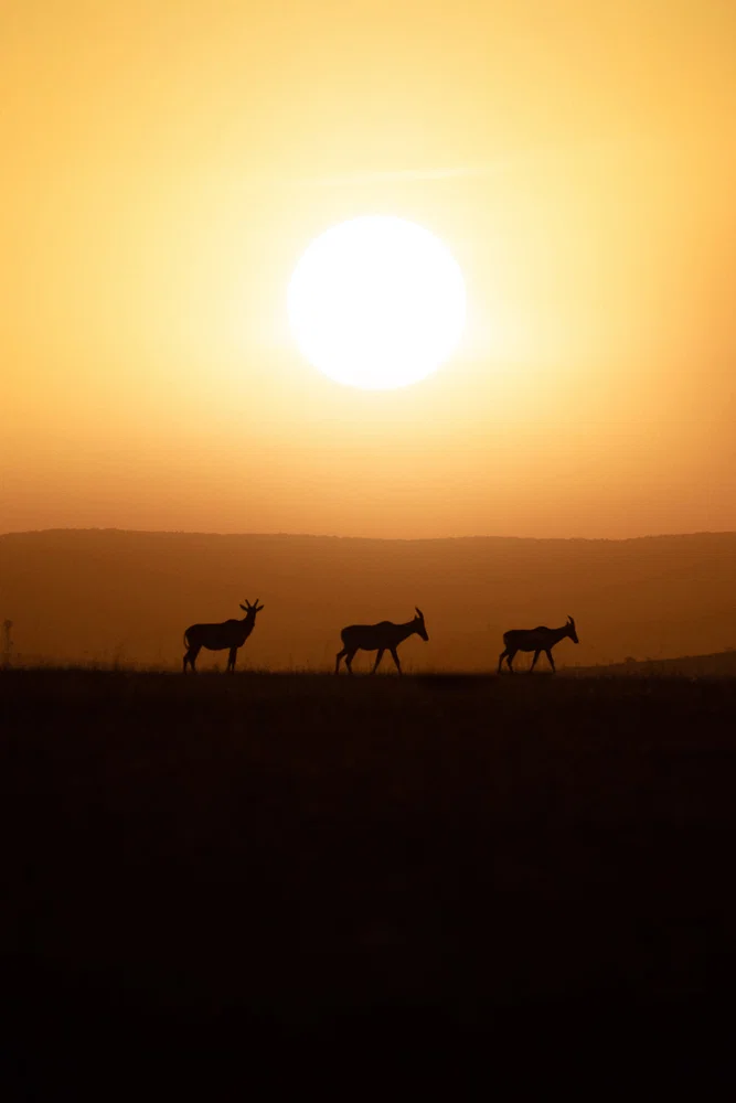 Color landscape photo of three topi crossing the plain in Masai Mara National Reserve, Kenya by Bryce Way
