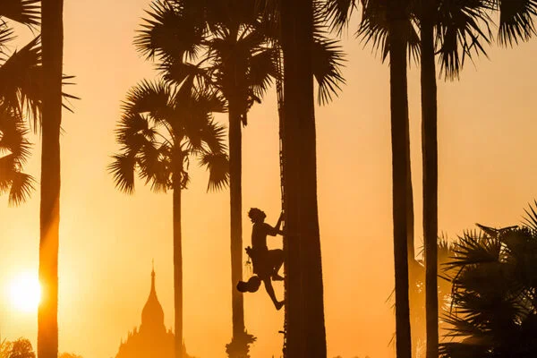 Color landscape photo of man climbing coconut tree in Bagan, Myanmar by Giovanna Aryafara