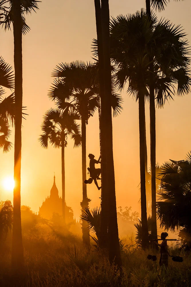 Color landscape photo of man climbing coconut tree in Bagan, Myanmar by Giovanna Aryafara
