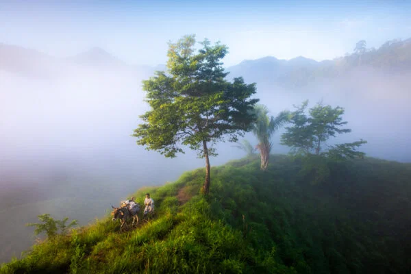 Color travel photo of man and cow in Sierra Nevada de Santa Marta, Colombia by Nicolas Castermans