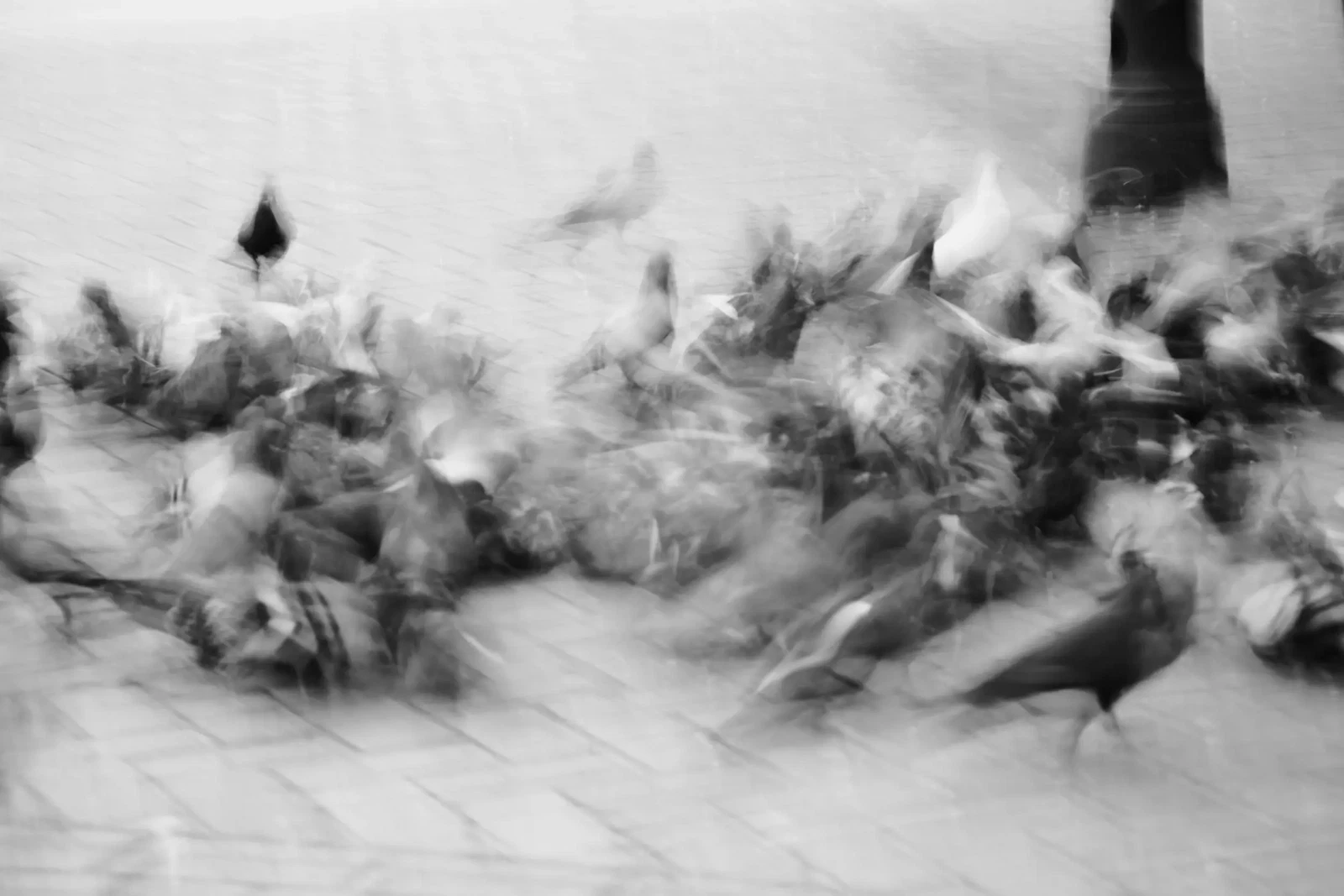 Photograph by Eleonora IUELE