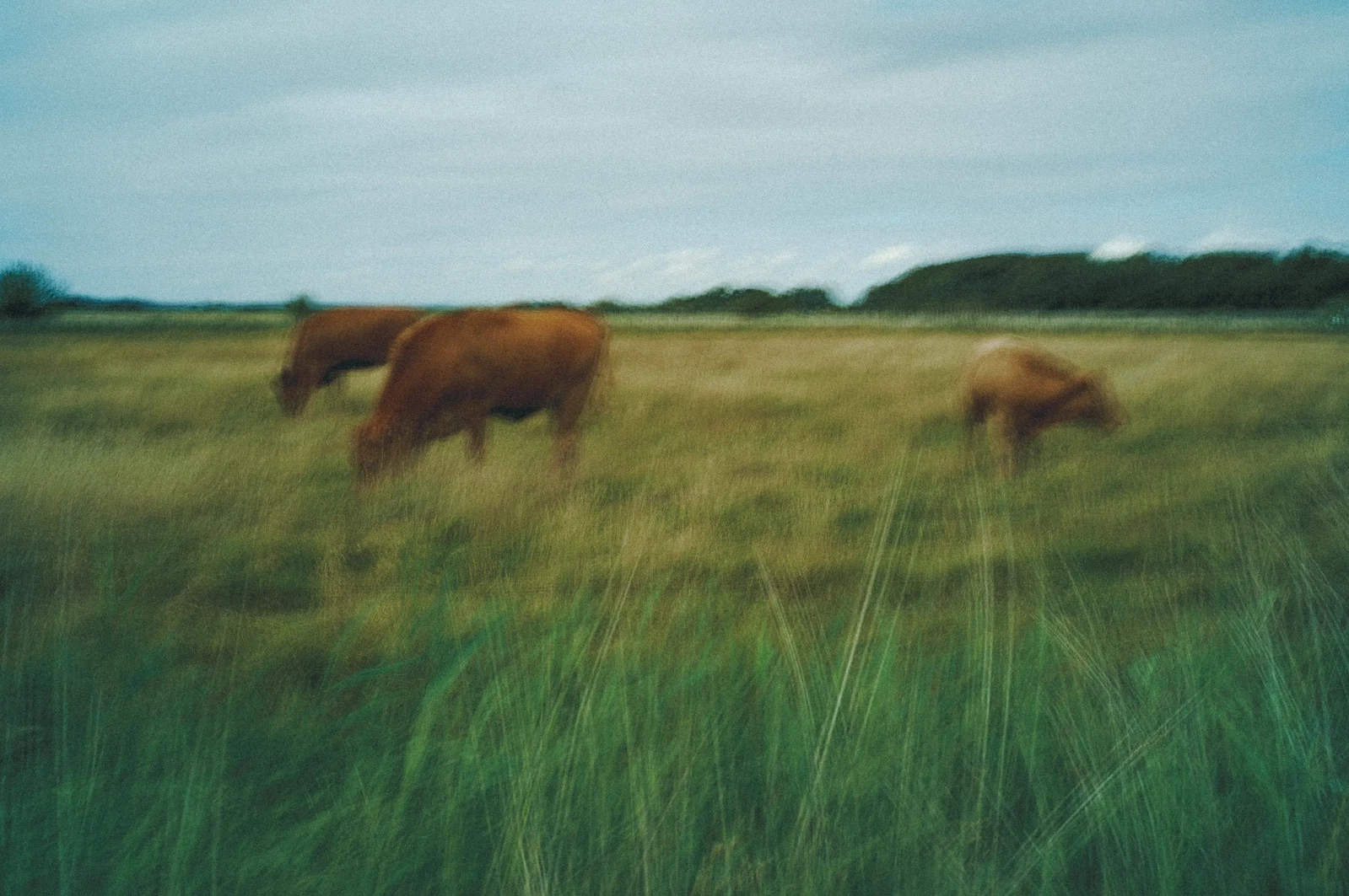 Photograph by In-Hoo Choi