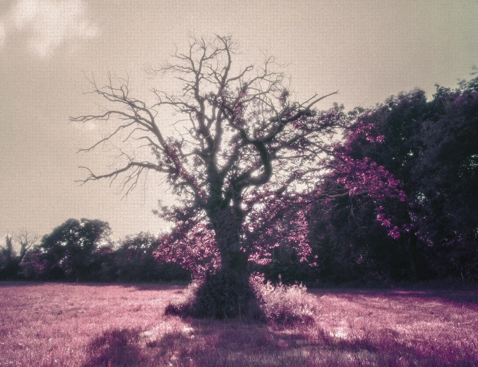 Photograph by Thomas Dezelus