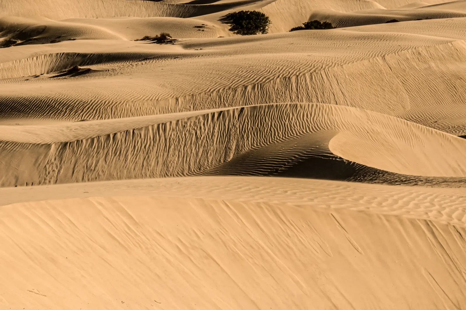 This Arid Land by Russell Curr