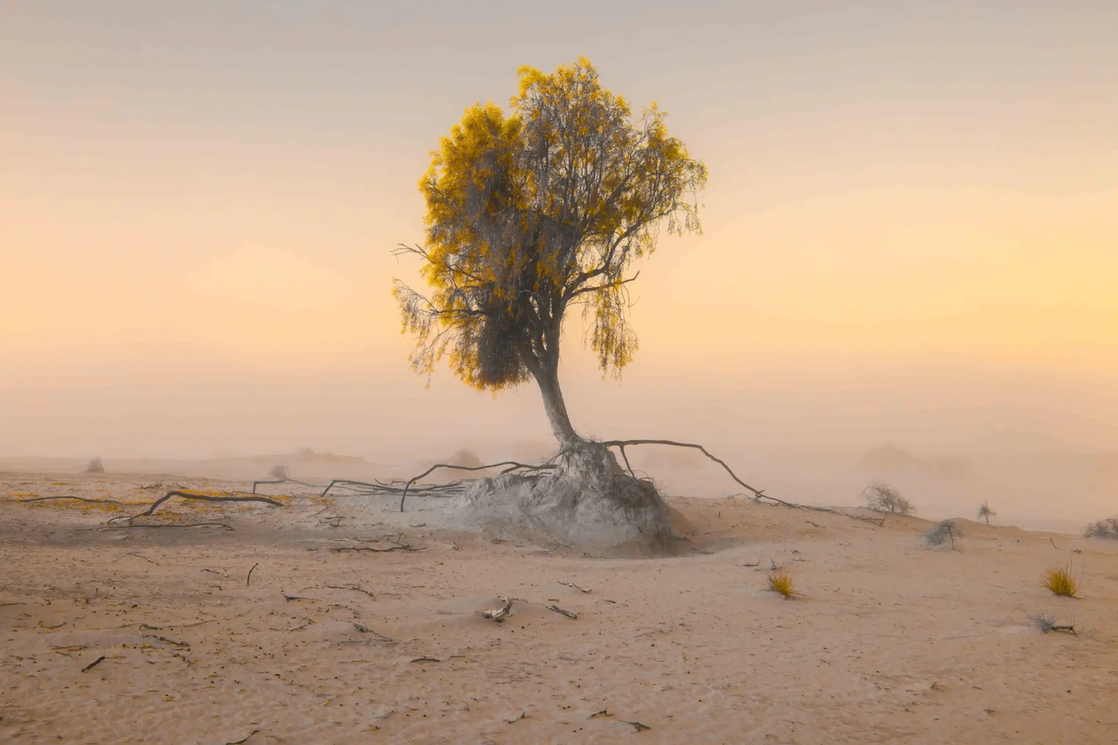 This Arid Land by Russell Curr