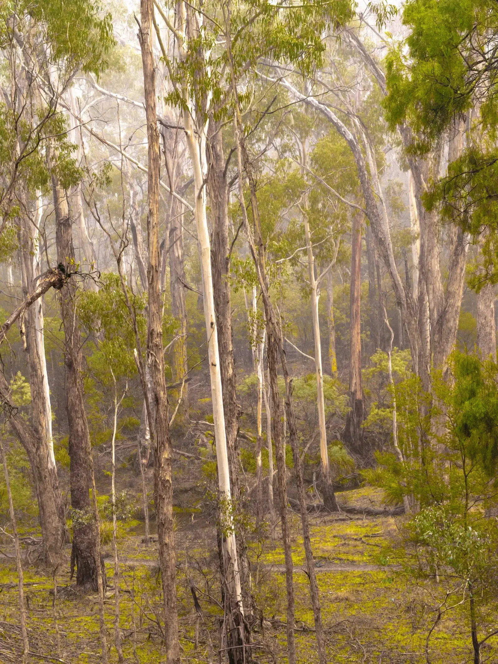 Forests of the South East by Russell Curr