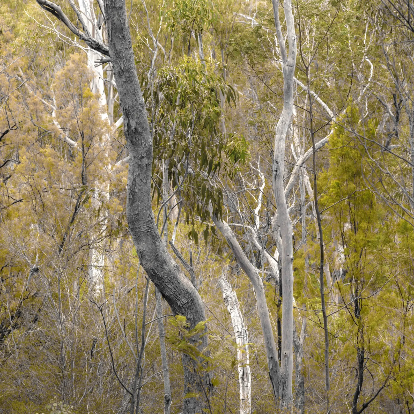 Forests of the South East by Russell Curr