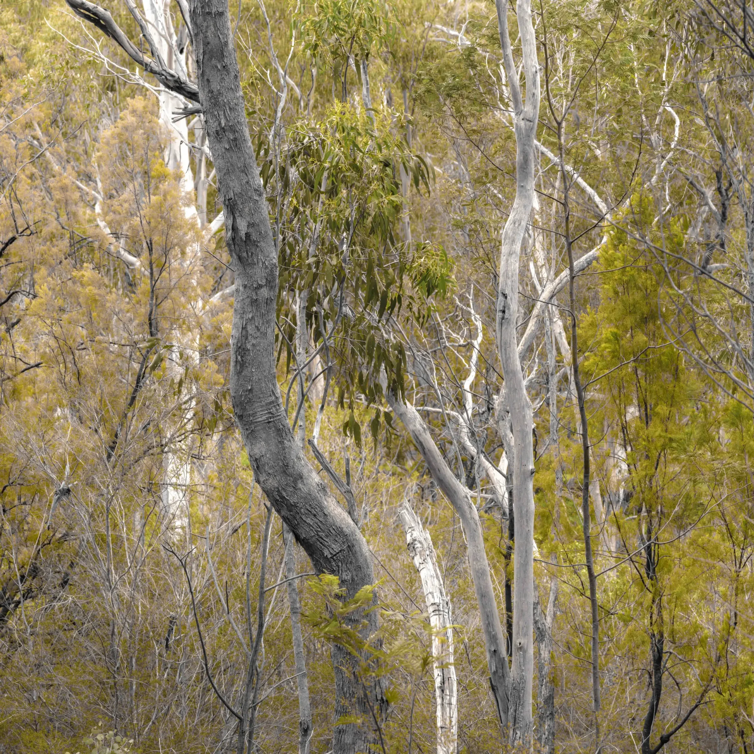 Forests of the South East by Russell Curr