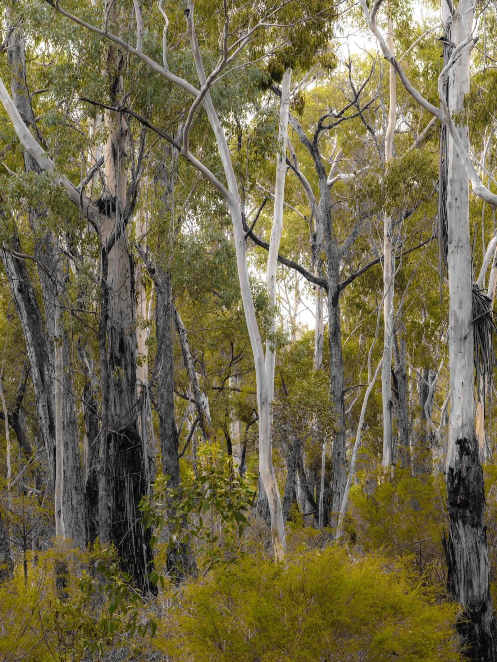 Forests of the South East by Russell Curr