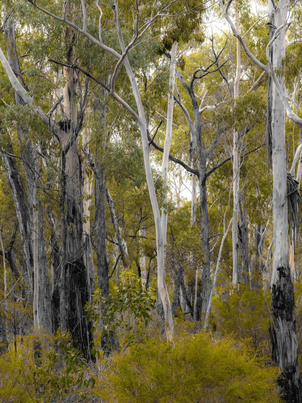 Forests of the South East by Russell Curr