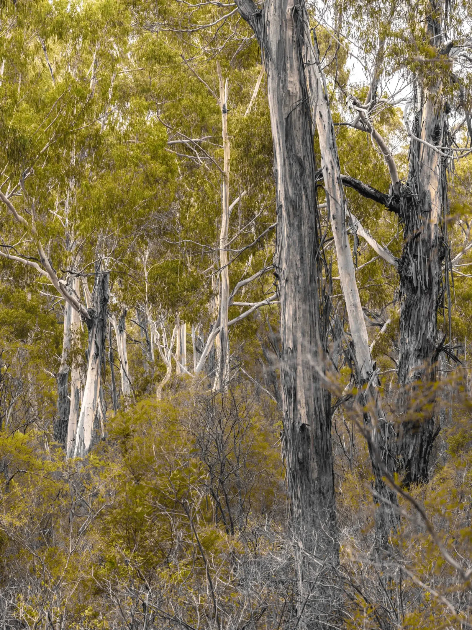 Forests of the South East by Russell Curr