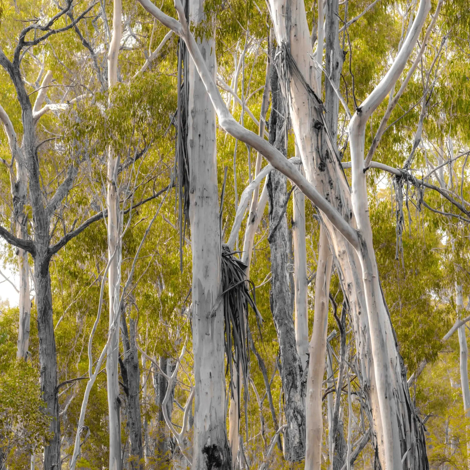 Forests of the South East by Russell Curr