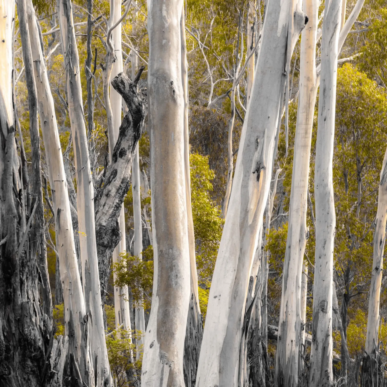 Forests of the South East by Russell Curr