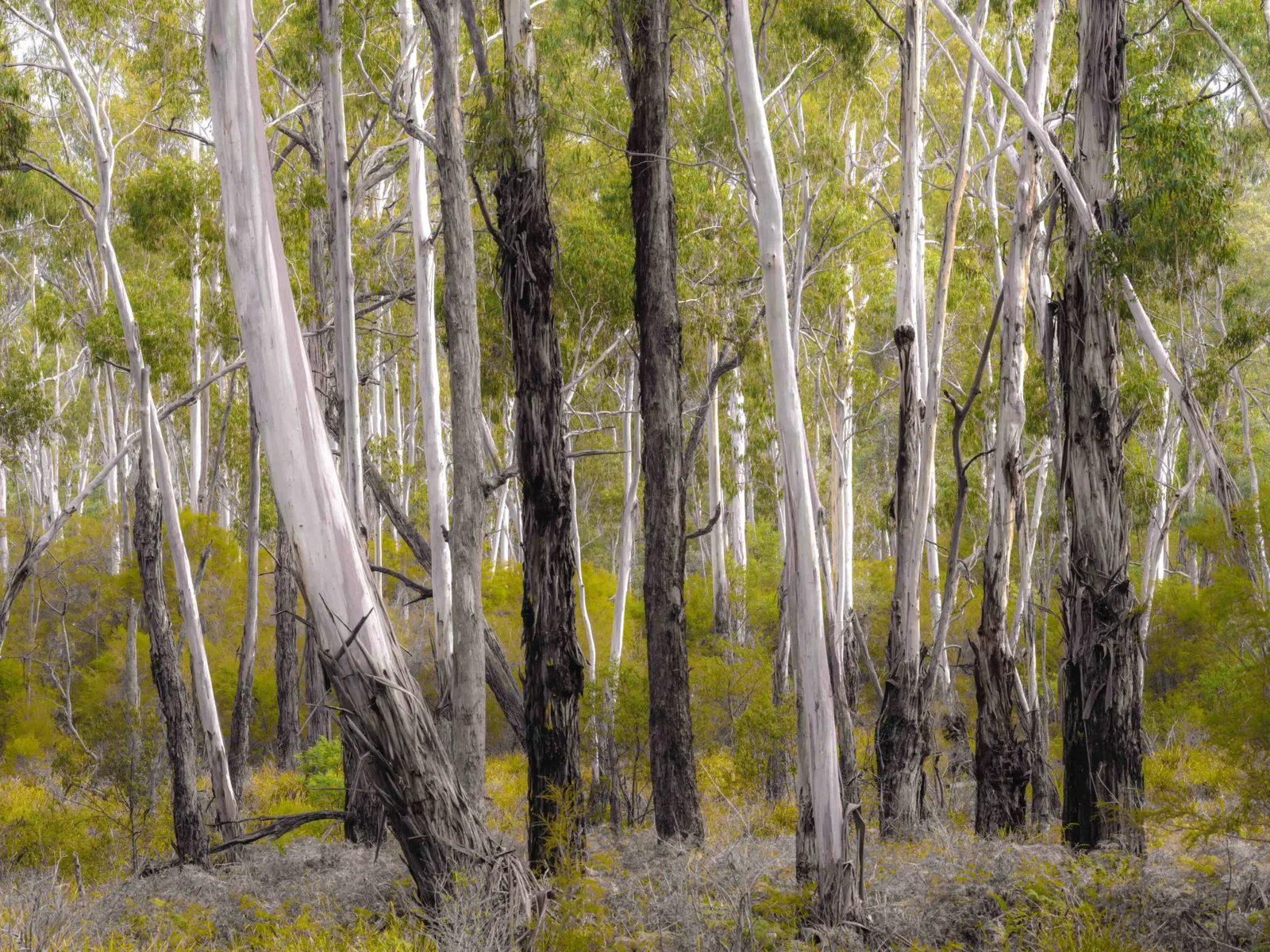 Forests of the South East by Russell Curr
