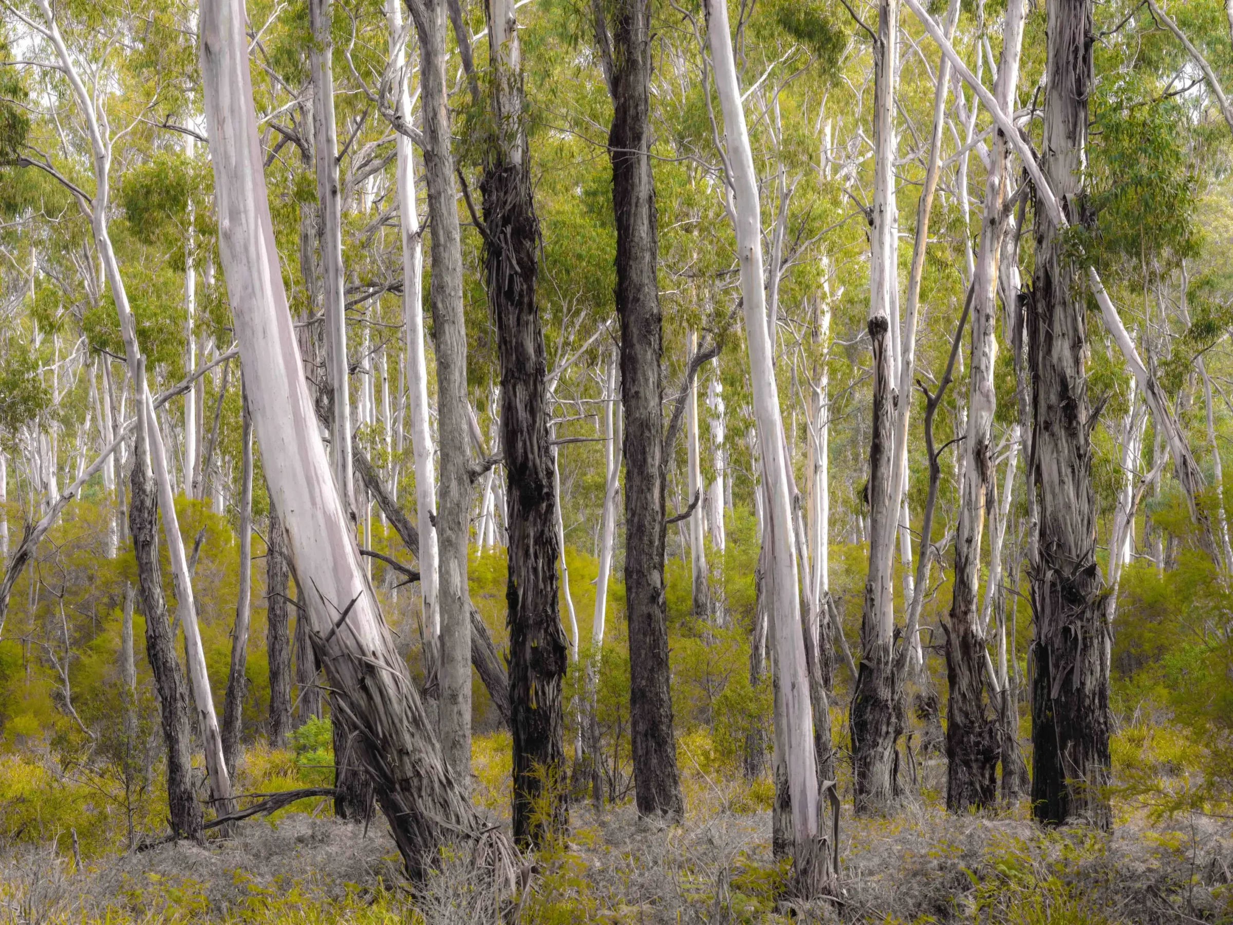 Forests of the South East by Russell Curr