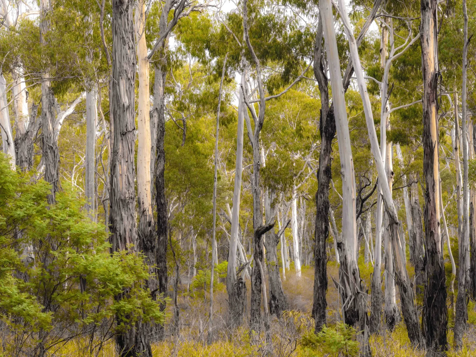 Forests of the South East by Russell Curr