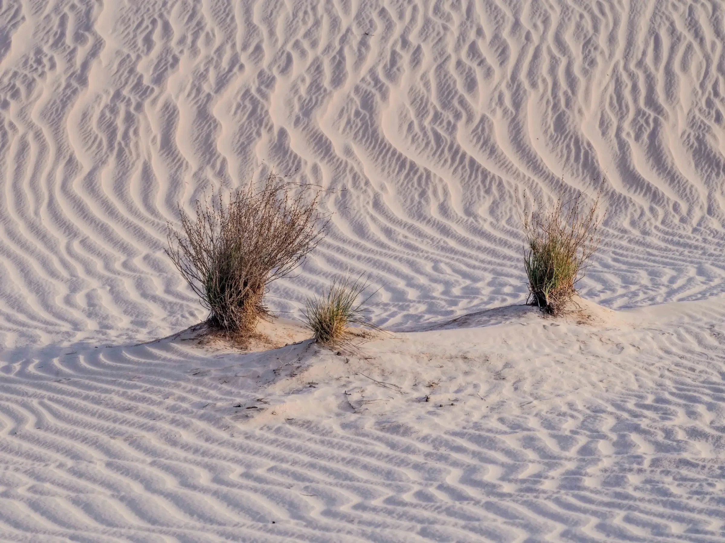 Shadows by Russell Curr