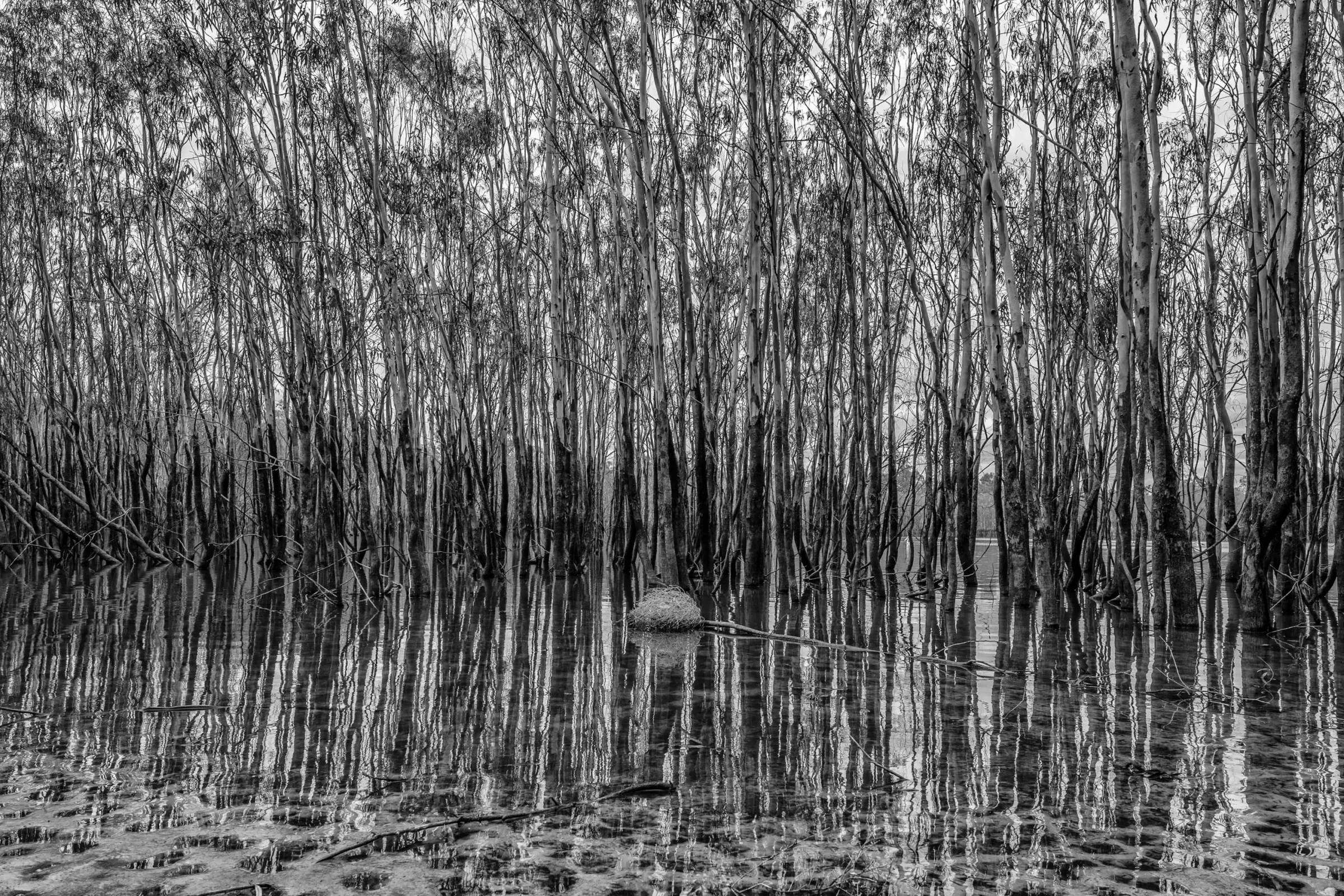 Monochrome by Russell Curr
