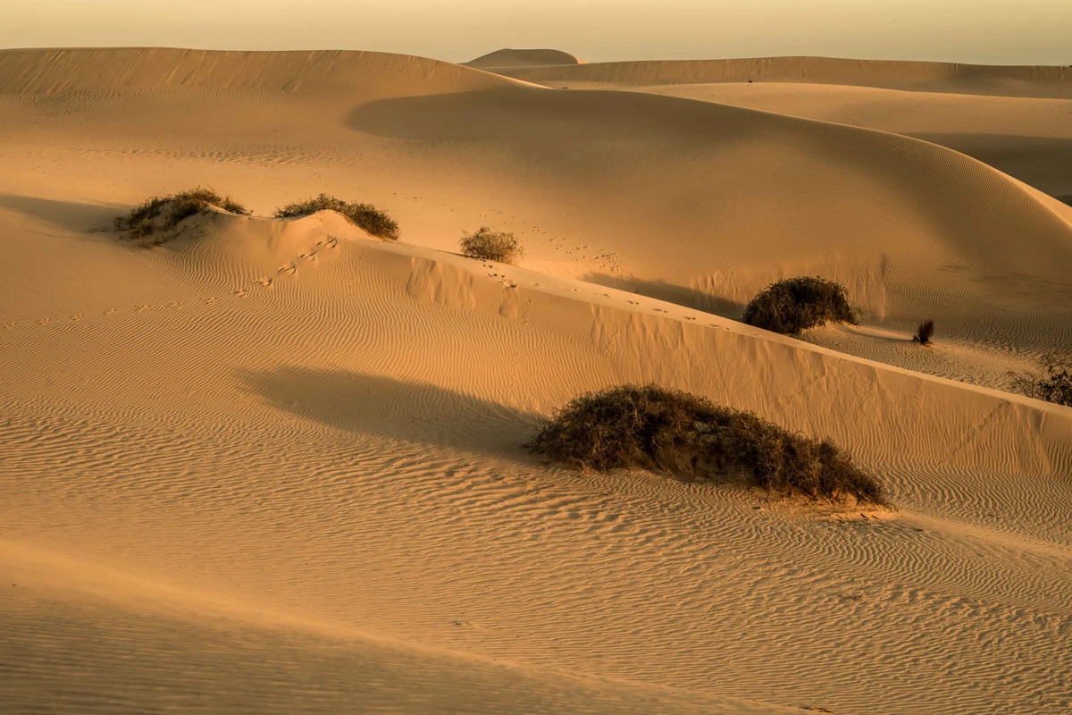 Shadows by Russell Curr