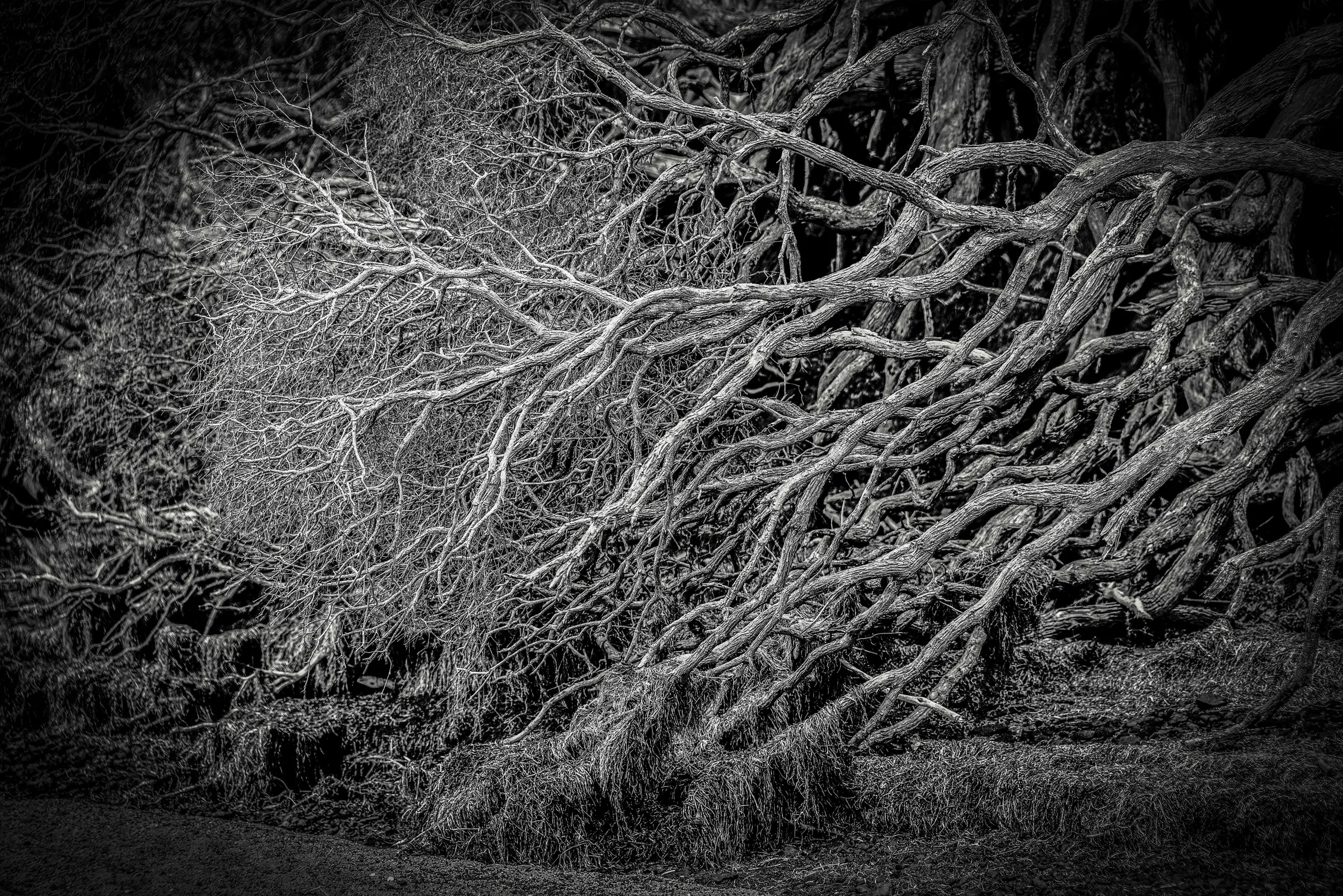 Monochrome by Russell Curr