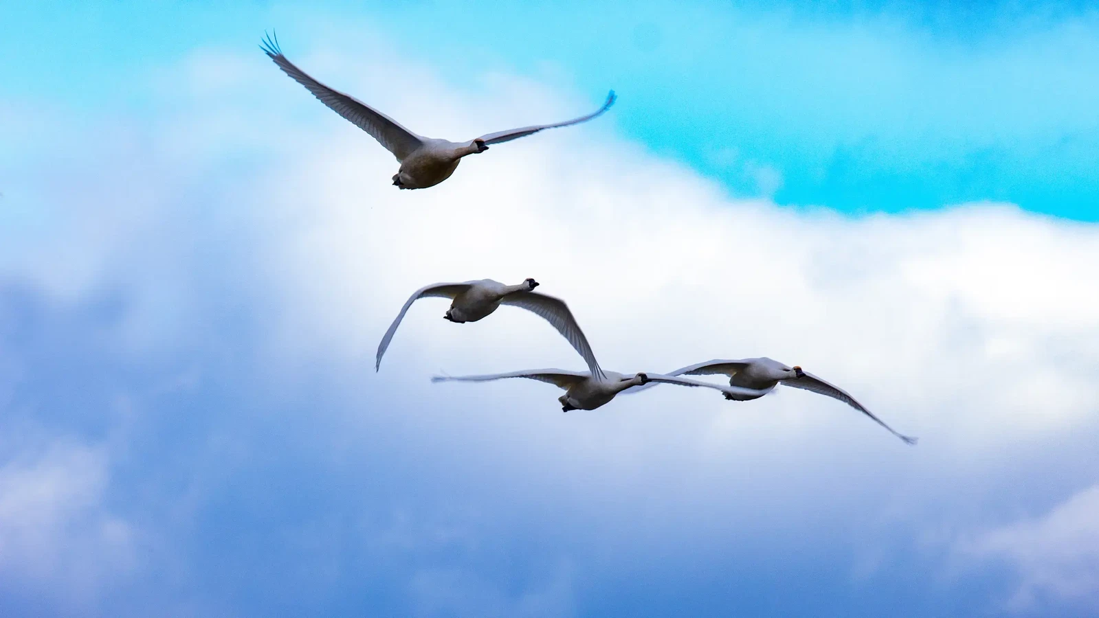 Snow Geese Over Middle Creek by David Speace