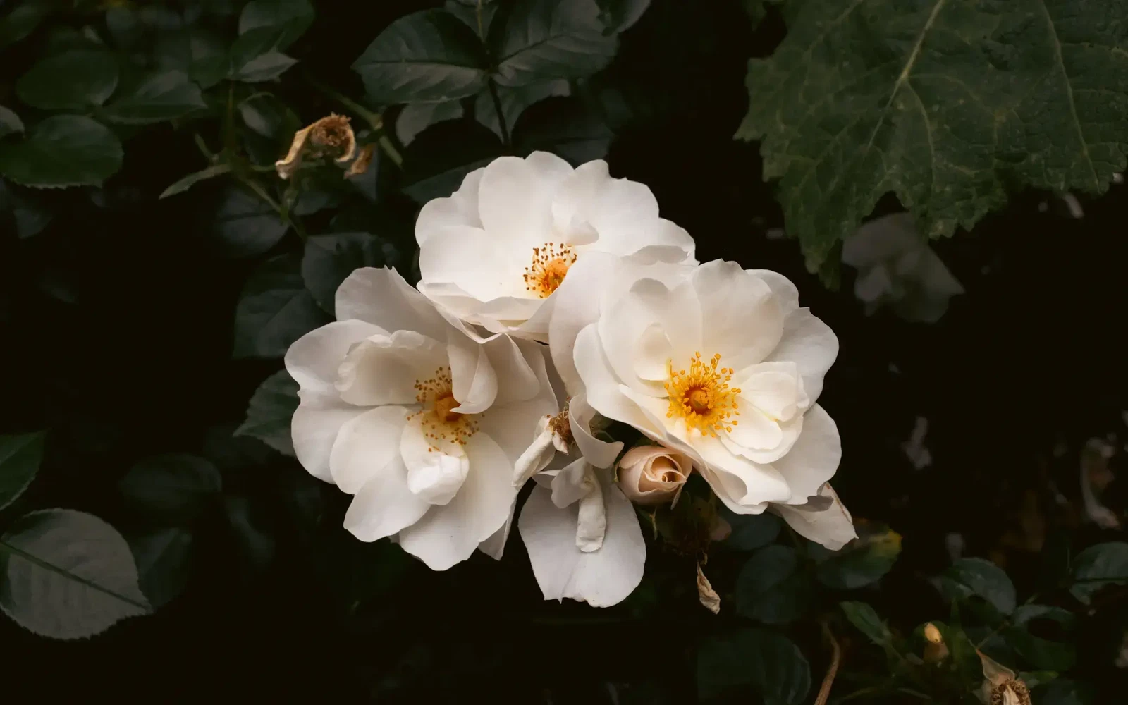 Perfectly Imperfect by Christina Bedetta Willett