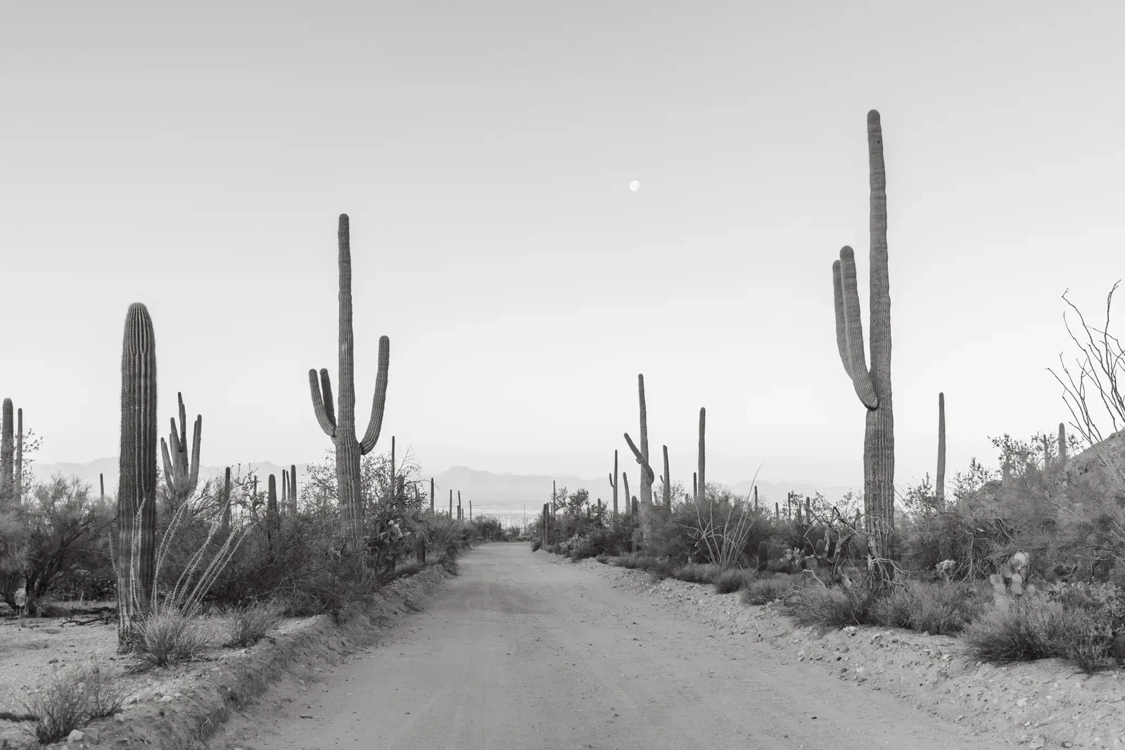 Moonlit Desert Drive by Christina Bedetta Willett