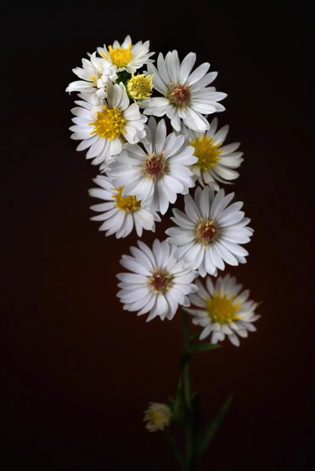 Hairy Aster by Andrew Clark